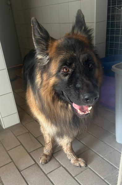 Schäferhund